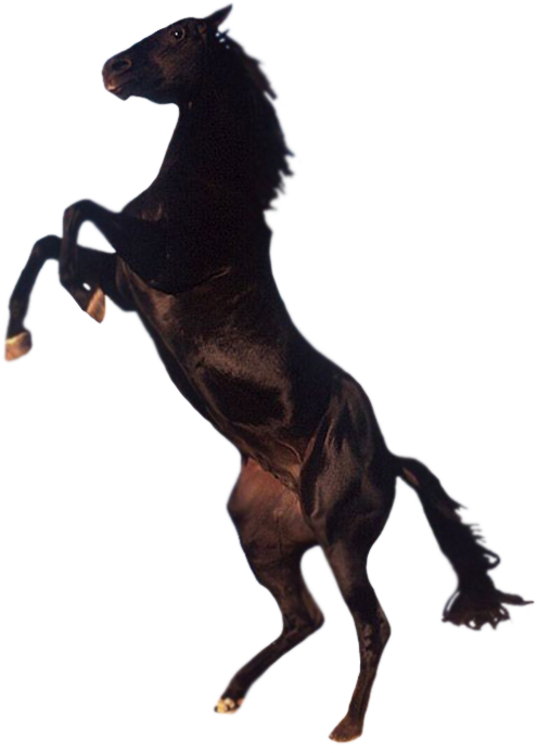 Horse Png - Png Horse - Free Transparent PNG Clipart Images Download. - Horse Transparent PNG Free Download
