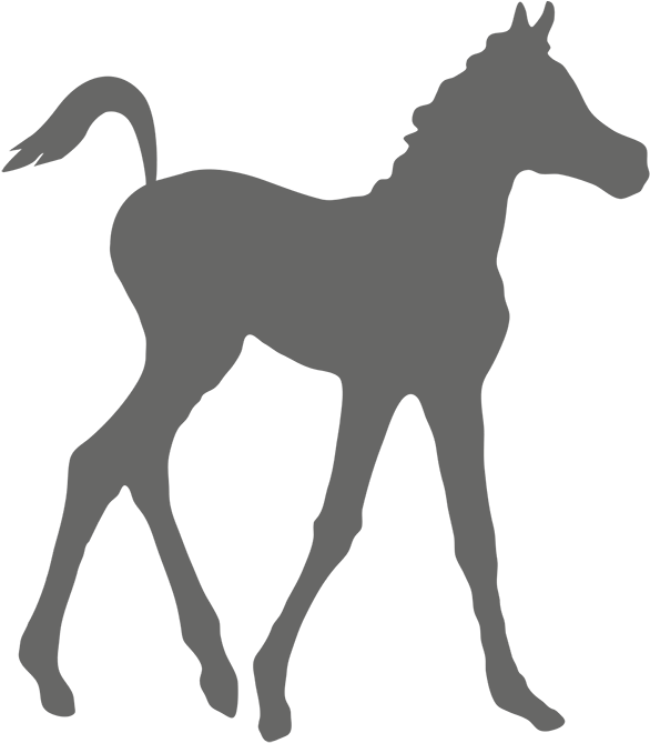 Marketplace - Arabianhorseworld - Com - 300-075 Test - Horse - Free Transparent PNG Clipart Images Download. - Horse Transparent PNG Free Download