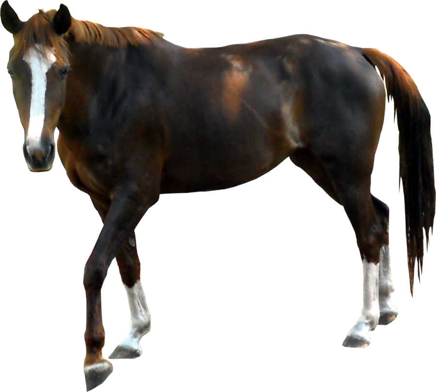 Brown Horse Png Clipart - Transparent Horse - Free Transparent PNG Clipart Images Download. - Horse Transparent PNG Free Download