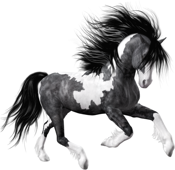 White Black Horse Png Clipart Picture - Black And White Horse Png - Free Transparent PNG Clipart Images Download. - Horse Transparent PNG Free Download