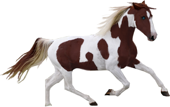 Pinto Horse Precut By Tennesseehorses - Pinto Horse Png - Free Transparent PNG Clipart Images Download. - Horse Transparent PNG Free Download