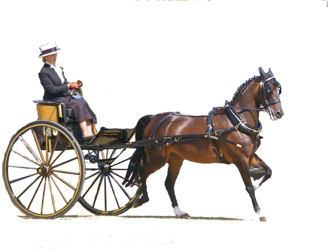 By Kind Permission Of Broughton Town Council - Horse Carrige Gif Transparent - Free Transparent PNG Clipart Images Download. - Horse Transparent PNG Free Download
