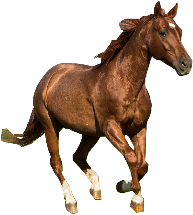 Running Horses Art For Kids - Quarter Horse Png - Free Transparent PNG Clipart Images Download. - Horse Transparent PNG Free Download