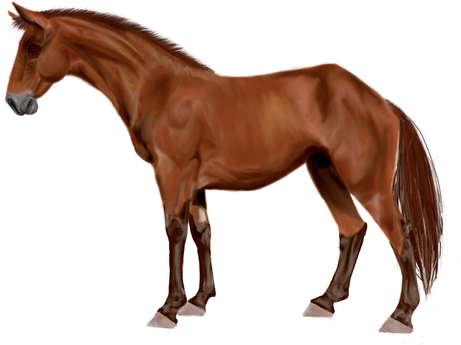 Bay Australian Stock Horse By Nikky332 - Breyer Bandera - Free Transparent PNG Clipart Images Download. - Horse Transparent PNG Free Download