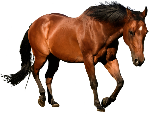 A Horse Is An Angel Without Wings - Frases De Leo Pavoni - Free Transparent PNG Clipart Images Download. - Horse Transparent PNG Free Download
