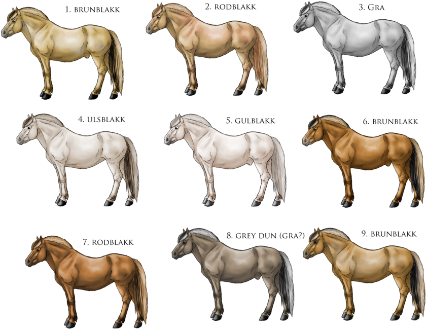 Fjord Coloring - Norwegian Fjord Horse Colors - Free Transparent PNG Clipart Images Download. - Horse Transparent PNG Free Download