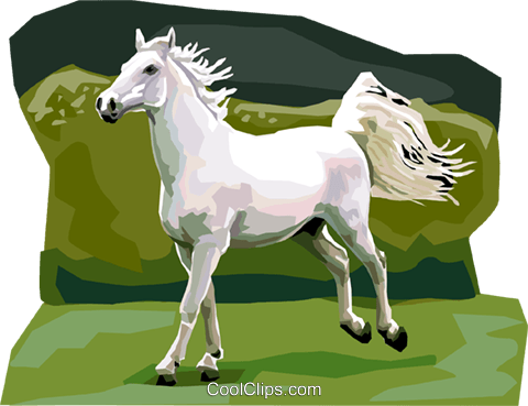 Lipicanec Lipizzan Horse Royalty Free Vector Clip Art - Foal - Free Transparent PNG Clipart Images Download. - Horse Transparent PNG Free Download