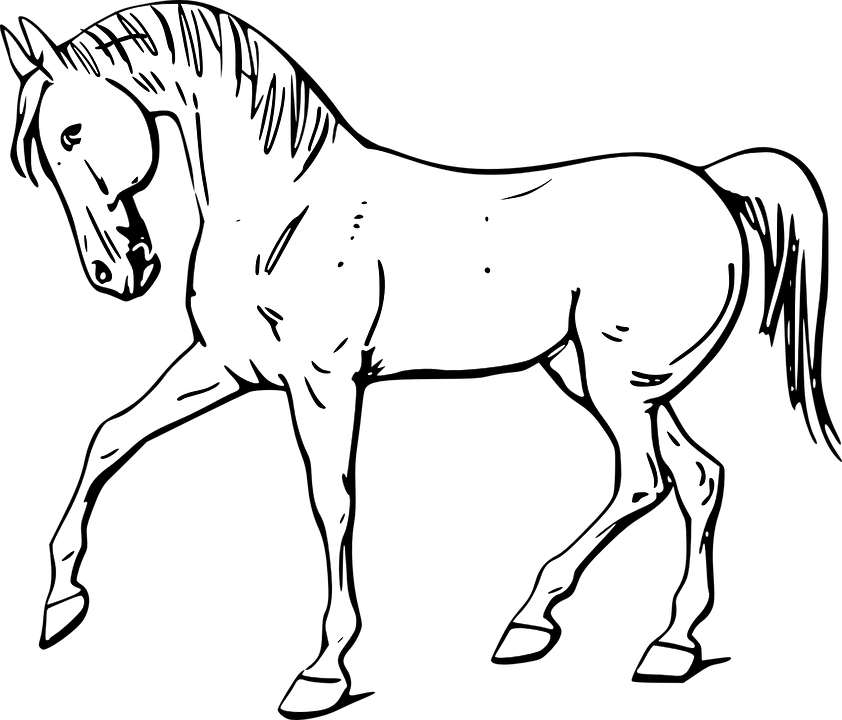 Collection Of Sea Horse Outline - Outline Of A Horse - Free Transparent PNG Clipart Images Download. - Horse Transparent PNG Free Download