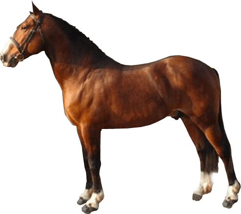 Brown Race Horse Transparent Image ~ Free Png Images - Horse With No Background - Free Transparent PNG Clipart Images Download. - Horse Transparent PNG Free Download