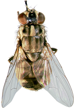 Tigger's Favorite Summer Products For Horses And Dogs - Horse Transparent PNG - 300x450 - Free Download on - Horse Transparent PNG Free Download