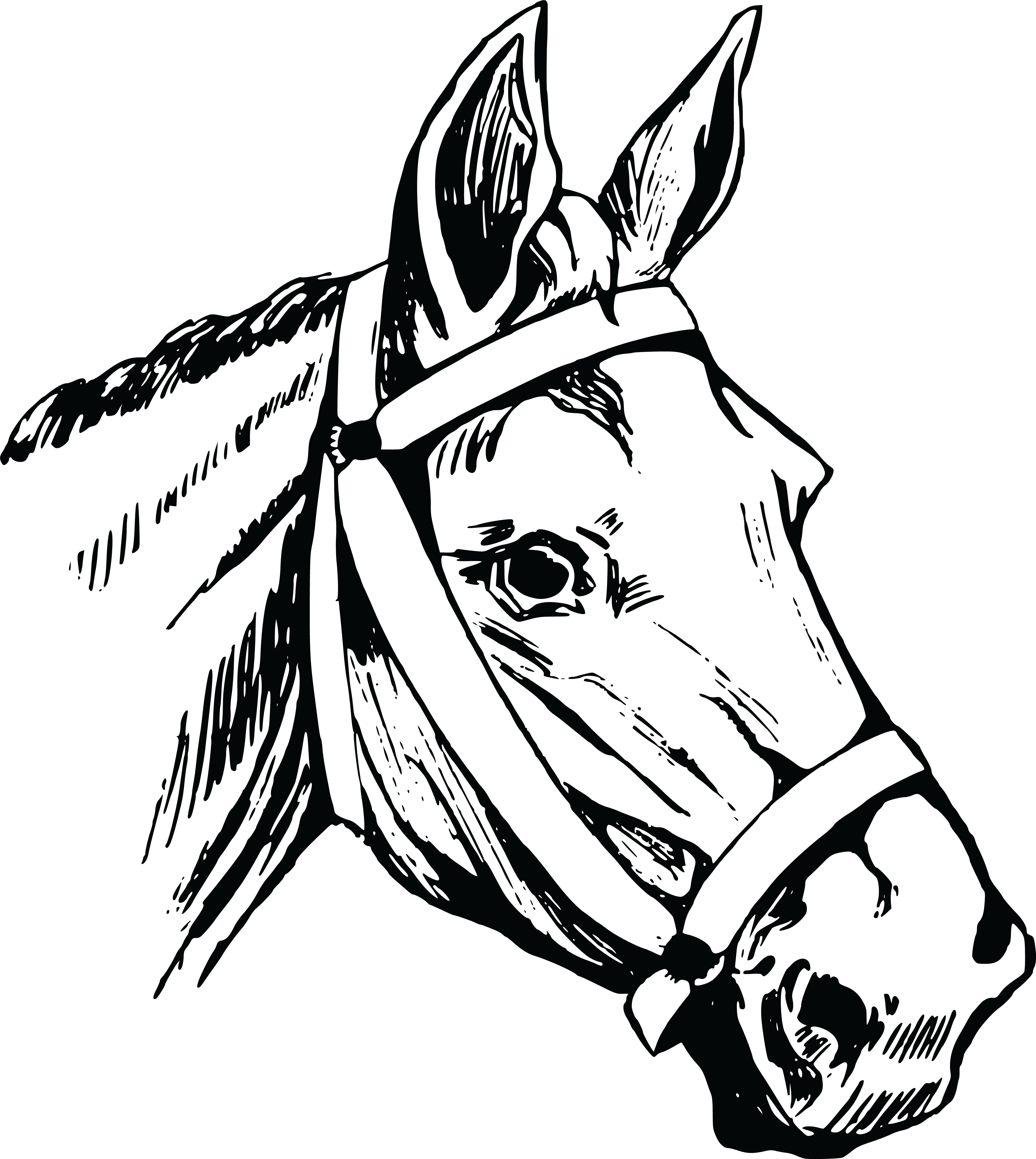 870 Free Clipart Of A Horse Head - Horse Head Illustration Png Transparent PNG - 1000x1118 - Free Download on - Horse Transparent PNG Free Download