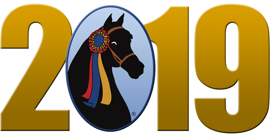 The Grand National & World Championship Morgan Horse - Horse - Free Transparent PNG Clipart Images Download. - Horse Transparent PNG Free Download