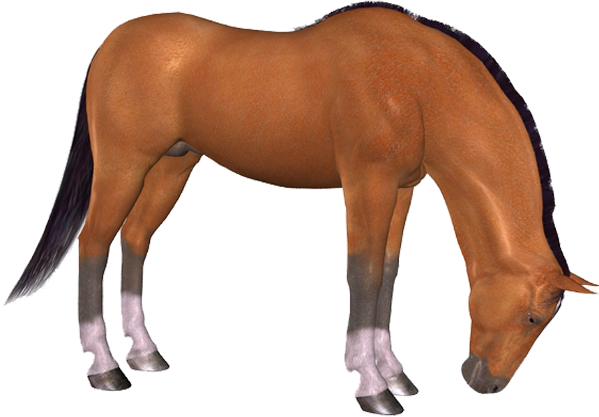Png Horse, Png At, Png Horse Images, Png At Resimleri, - Photoshop Transparent PNG - 888x908 - Free Download on - Horse Transparent PNG Free Download