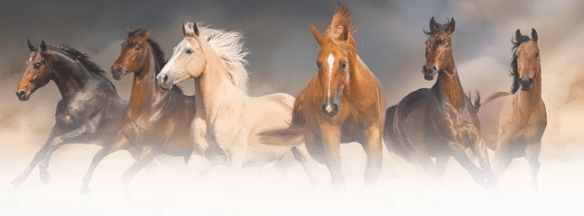 Total Horse Channel - Horses Birthday For Teenager Transparent PNG - 647x240 - Free Download on - Horse Transparent PNG Free Download