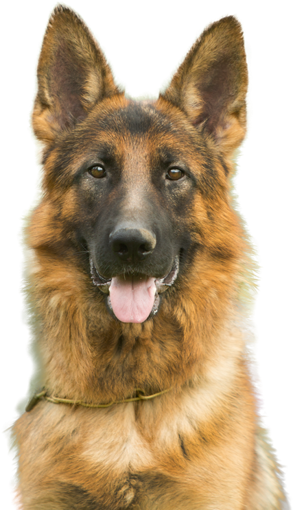 For Dogs, Cats, And Horses - Dogs And Cats Transparent PNG - 431x750 - Free Download on - Horse Transparent PNG Free Download