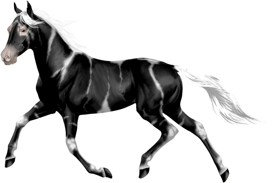 Transparent Horses Wild Horse - Transparent Horses Wild Horse - Free Transparent PNG Clipart Images Download. - Horse Transparent PNG Free Download