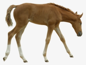 British Horse Breeding Network Foal - Horse Transparent PNG - 583x440 - Free Download on - Horse Transparent PNG Free Download