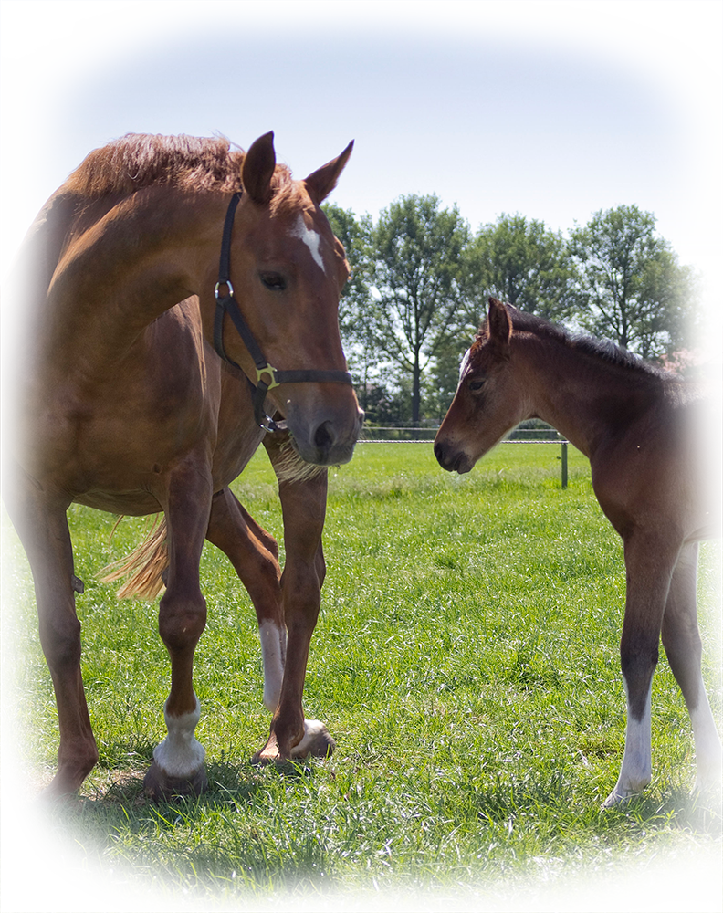 Every Foal At Bruers Horses Is Of High Quality - Sorrel Transparent PNG - 792x1000 - Free Download on - Horse Transparent PNG Free Download