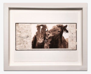 The Wild Horses Of Sable Island - Wild Horses Of Sable Island Transparent PNG - 549x476 - Free Download on - Horse Transparent PNG Free Download