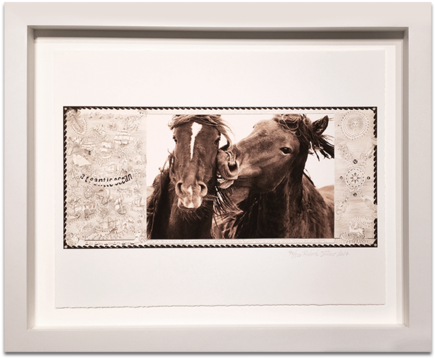 The Wild Horses Of Sable Island - Wild Horses Of Sable Island Transparent PNG - 549x476 - Free Download on - Horse Transparent PNG Free Download