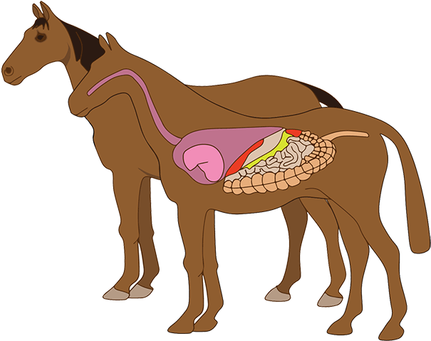 The Cecum Holds The Large, Multifaceted Population - The Cecum Holds The Large, Multifaceted Population - Free Transparent PNG Clipart Images Download. - Horse Transparent PNG Free Download