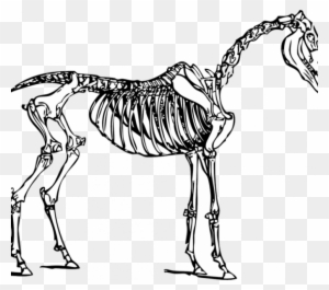 Animal Skeleton Coloring Pages Animal Skeleton Coloring - Horse Skeleton Clipart - Free Transparent PNG Clipart Images Download. - Horse Transparent PNG Free Download