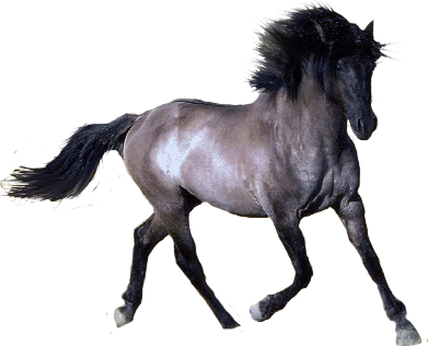 Welcome To Our Hand Picked No Horseplay Clipart Page - Horse With Transparent Background - Free Transparent PNG Clipart Images Download. - Horse Transparent PNG Free Download