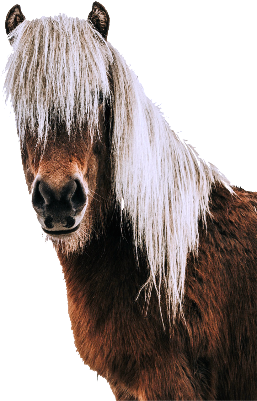 Portrait,horse Head,animal World,free - Craniosacral Therapy Horse Book Transparent PNG - 856x1280 - Free Download on - Horse Transparent PNG Free Download