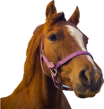 Banner Freeuse Stock Head Transparent Horse - Horse Transparent Transparent PNG - 585x350 - Free Download on - Horse Transparent PNG Free Download