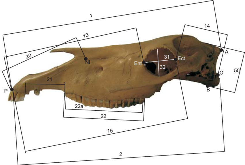Osteometric Mandible Measurements Of Early Medieval - Diagram Transparent PNG - 850x574 - Free Download on - Horse Transparent PNG Free Download