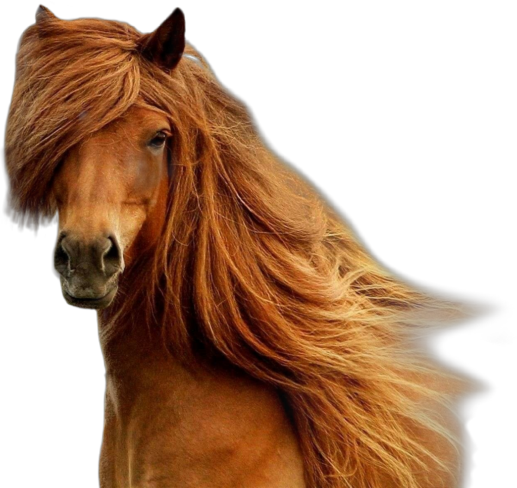 Horse Brown Brownhorse Beatiful Horseface - Beauty In Horses Transparent PNG - 1024x967 - Free Download on - Horse Transparent PNG Free Download