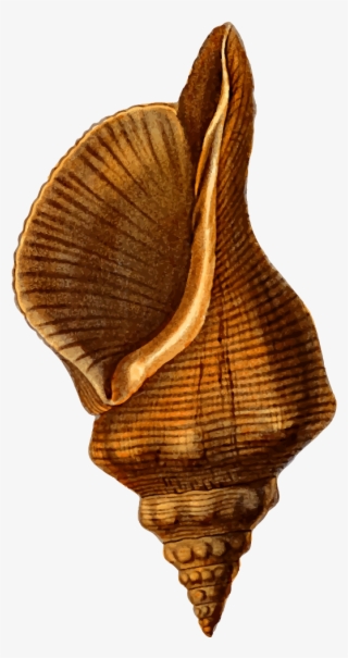 Horse Conch - Horse Conch Clipart Transparent PNG - 527x1000 - Free Download on - Horse Transparent PNG Free Download