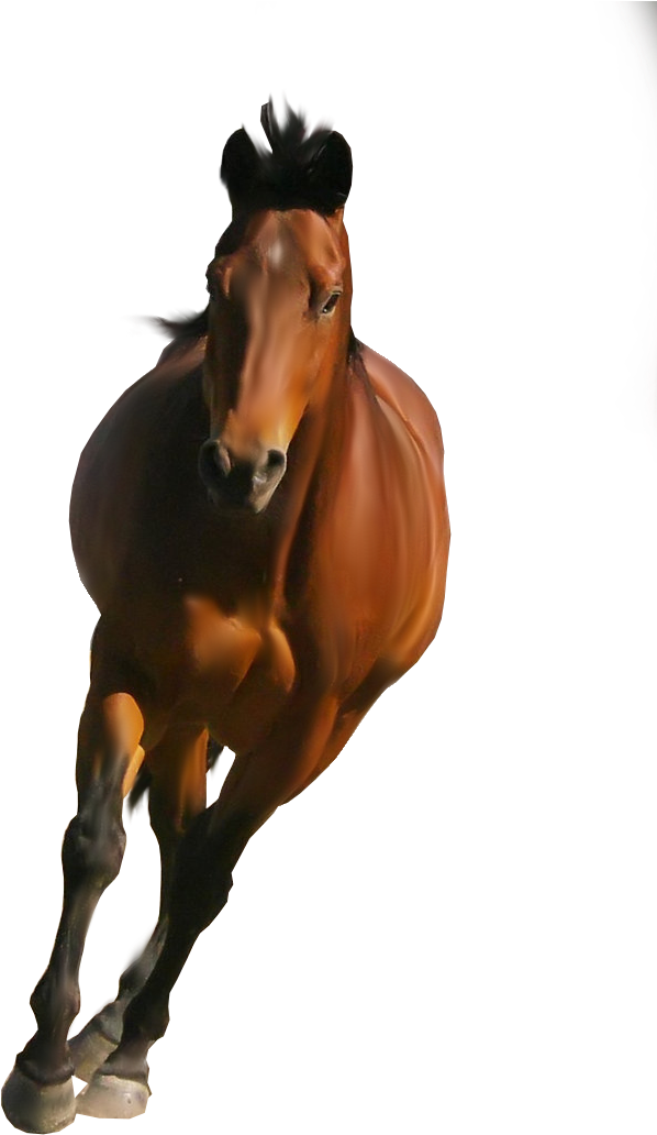 Horse Png Image - Horse Png Transparent Background - Free Transparent PNG Clipart Images Download. - Horse Transparent PNG Free Download