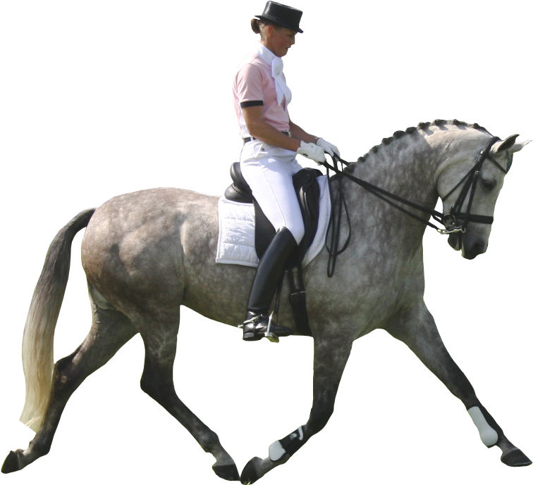 Dapple Gray Horse Pre - Dressage Horse White Background Transparent PNG - 778x705 - Free Download on - Horse Transparent PNG Free Download
