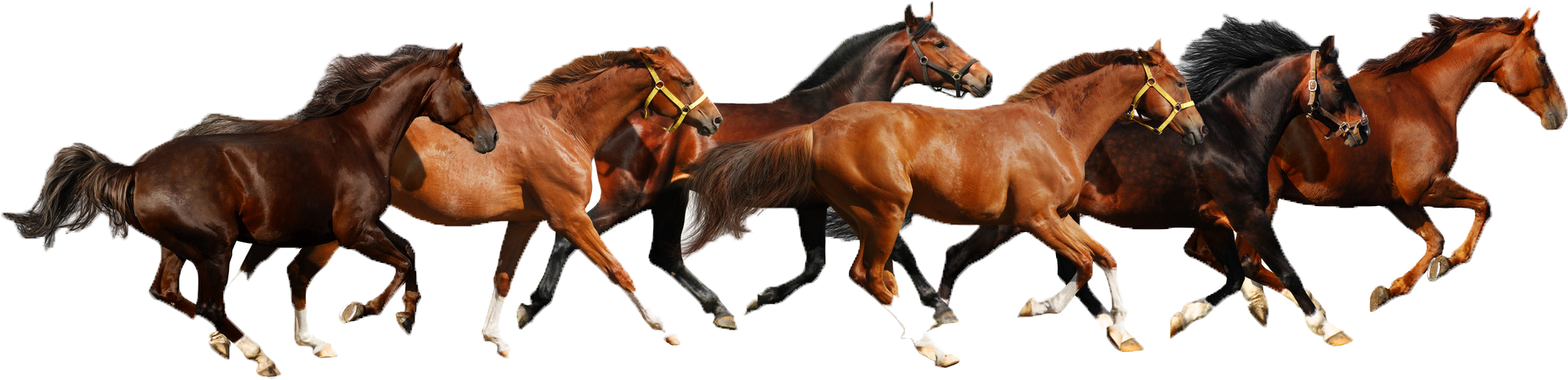 Haflinger American Paint Miniature - Herd Of Horses Clipart Transparent PNG - 2309x823 - Free Download on - Horse Transparent PNG Free Download