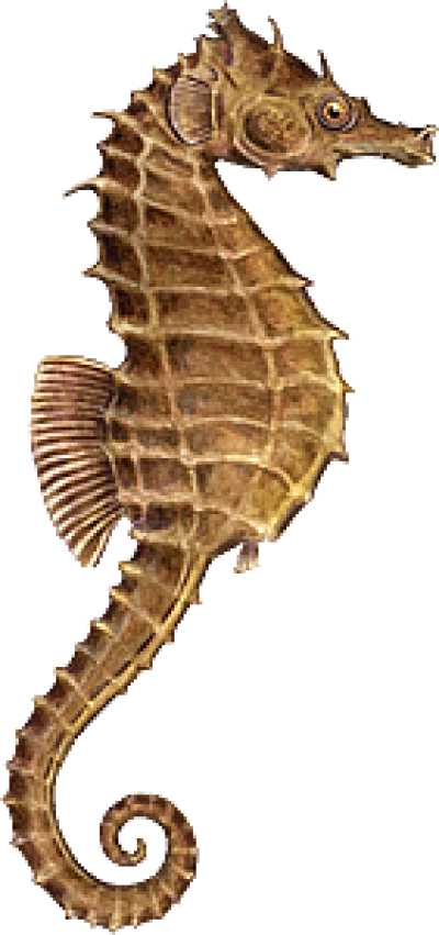 Seahorse Png, Download Png Image With Transparent Background, - Sea Horse Png Transparent PNG - 400x851 - Free Download on - Horse Transparent PNG Free Download