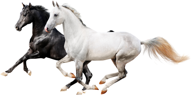 I Never Dream Of Horses - Horse Icon Png Transparent Transparent PNG - 800x486 - Free Download on - Horse Transparent PNG Free Download