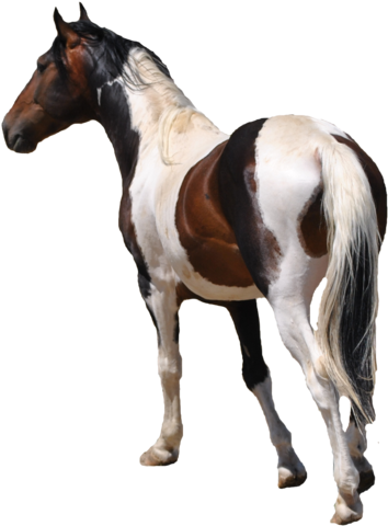 Free Use Pre-cut Horse Stock - Horse Stock Photo Free - Free Transparent PNG Clipart Images Download. - Horse Transparent PNG Free Download