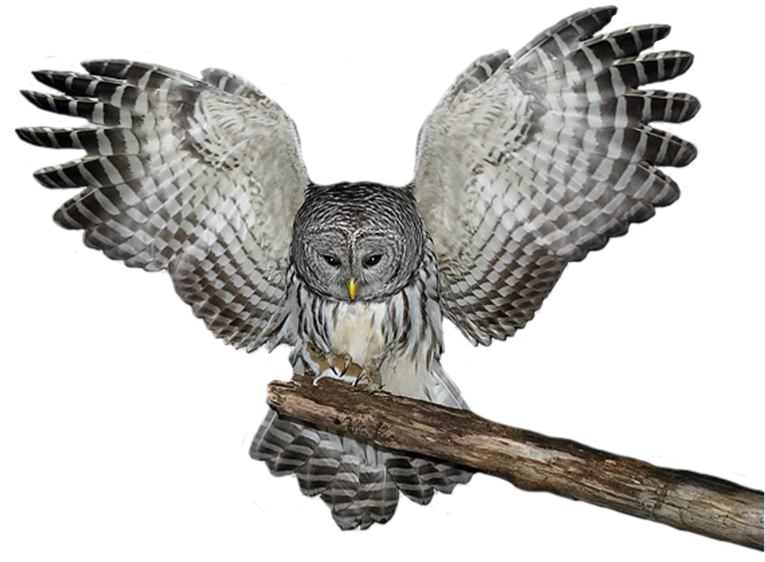 Download Amazing High-quality Latest Png Images Transparent - Yule Owl 1b Square Sticker 3" X 3" Transparent PNG - 1024x746 - Free Download on - Owl Transparent PNG Free Download