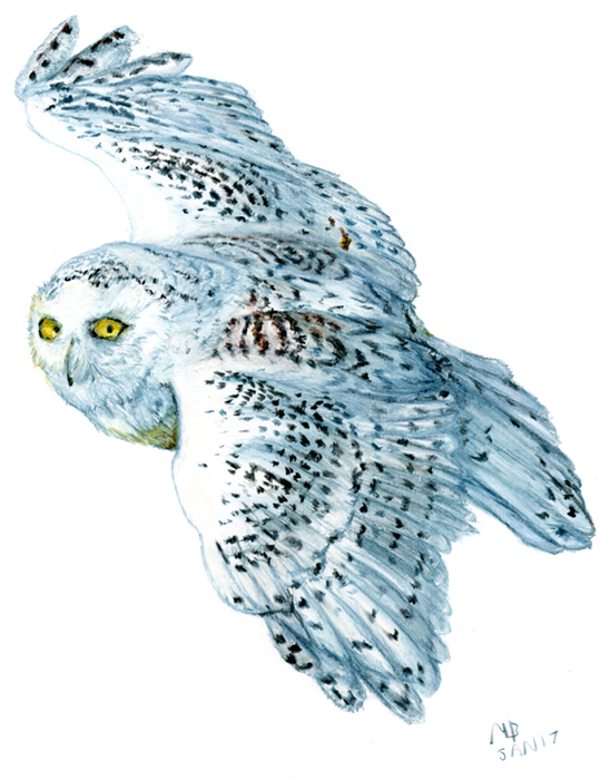 Snowy Owl, Watercolour Pencil Drawing Bird Art, Watercolour - Drawing - Free Transparent PNG Clipart Images Download. - Owl Transparent PNG Free Download