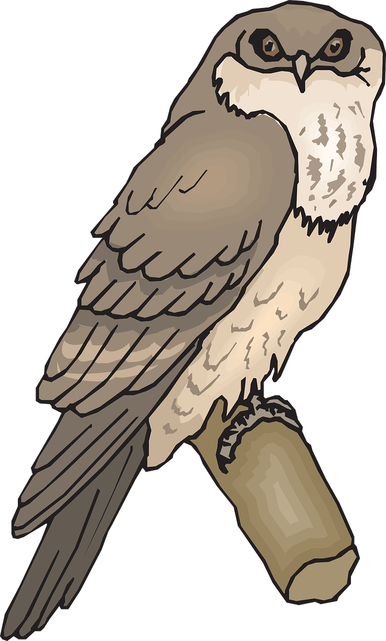 Owl Bird Branch Wings Animal Png Image - Tawny Frogmouth Clipart - Free Transparent PNG Clipart Images Download. - Owl Transparent PNG Free Download