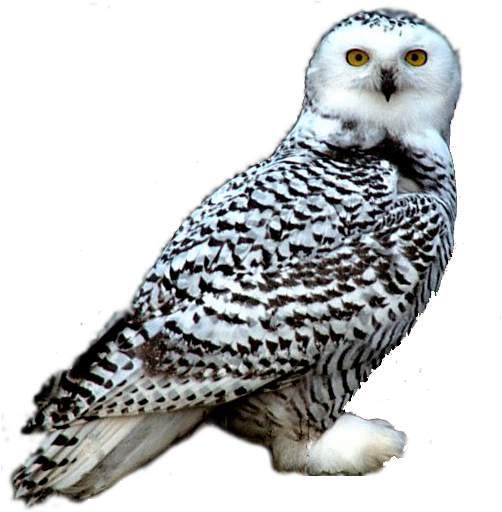 Snowy Owl - Snowy Owl Png Png Transparent PNG - 600x600 - Free Download on - Owl Transparent PNG Free Download