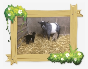 Pygmy Goats Are Very Sociable Creatures So It Is Very - Little Owl Farm Park, Worcestershire Transparent PNG - 1000x789 - Free Download on - Owl Transparent PNG Free Download
