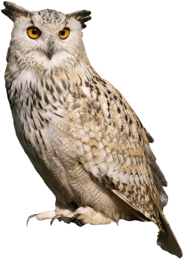 Free Png Owl Sitting Png Images Transparent - Great Horned Owl Png Transparent PNG - 480x640 - Free Download on - Owl Transparent PNG Free Download