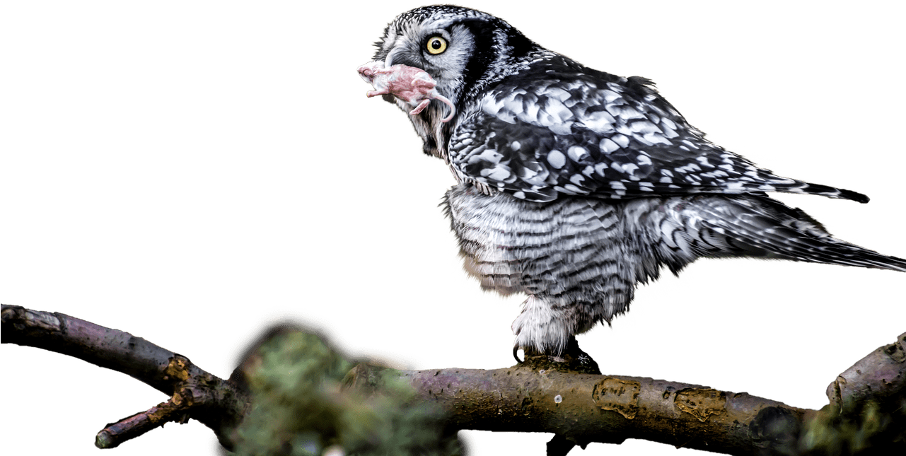 Owl With Catch In Mouth Png - Bird Of Prey Transparent PNG - 1280x853 - Free Download on - Owl Transparent PNG Free Download