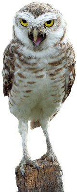 Owl On Wood - Cafepress Fascinating Owl, Rainbow 5'x7'area Rug Transparent PNG - 400x400 - Free Download on - Owl Transparent PNG Free Download