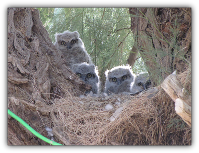 The Lives Of The Great Horned Owls - Owl Transparent PNG - 395x304 - Free Download on - Owl Transparent PNG Free Download