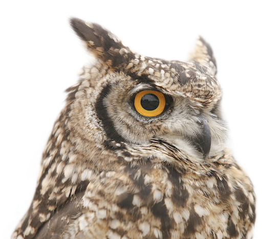 Owl, HD Png Download - Owl Transparent PNG Free Download