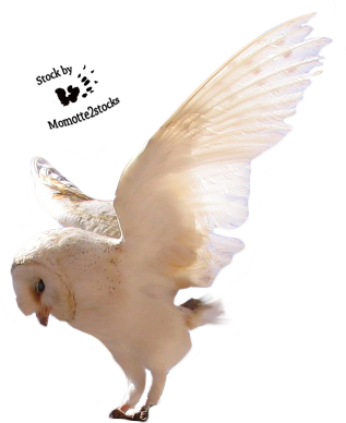 Cut-out Stock Png - Birds Stock By Png Transparent PNG - 317x388 - Free Download on - Owl Transparent PNG Free Download