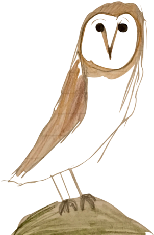 A Depiction Of My Favorite Animal, The Owl - Barn Owl Transparent PNG - 428x480 - Free Download on - Owl Transparent PNG Free Download